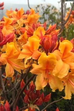 Four Kings Aromi Azalea (Rhododendron Hybrid) - 1 Gallon Pot -Plantify Shop Native Azalea Four Kings 8