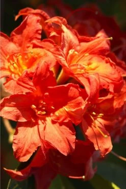 Great Balls Of Fire Aromi Azalea (Rhododendron) - 1 Gallon Pot -Plantify Shop Native Azalea Great Balls Of Fire 1