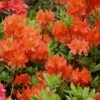 Great Balls Of Fire Aromi Azalea (Rhododendron) - 1 Gallon Pot -Plantify Shop Native Azalea Great Balls Of Fire 2
