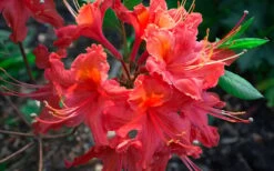 Jeb Stuart Native Azalea (Rhododendron) - 3 Gallon Pot -Plantify Shop Native Azalea Jeb Stuart 2