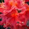 Jeb Stuart Native Azalea (Rhododendron) - 3 Gallon Pot -Plantify Shop Native Azalea Jeb Stuart rhododendron 20