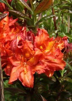 Mary Poppins Azalea (Rhododendron) - 5 Gallon Pot -Plantify Shop Native Azalea Mary Poppins 5