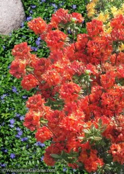 Mary Poppins Azalea (Rhododendron) - 5 Gallon Pot -Plantify Shop Native Azalea Mary Poppins 6