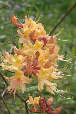 My Mary Native Azalea (Rhododendron) - 1 Gallon Pot -Plantify Shop Native Azalea My Mary 10