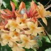 My Mary Native Azalea (Rhododendron) - 1 Gallon Pot -Plantify Shop Native Azalea My Mary 22