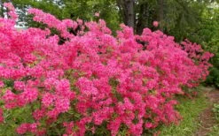 Rosy Lights Cold Hardy Azalea (Rhododendron) - 3 Gallon Pot -Plantify Shop Native Azalea Rosy Lights 5