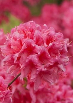 Rosy Lights Cold Hardy Azalea (Rhododendron) - 3 Gallon Pot -Plantify Shop Native Azalea Rosy Lights 6
