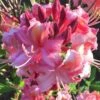 Southern Sunset Aromi Azalea (Rhododendron Hybrid) - 3 Gallon Pot -Plantify Shop Native Azalea Southern Sunset 1