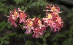 Southern Sunset Aromi Azalea (Rhododendron Hybrid) - 3 Gallon Pot -Plantify Shop Native Azalea Southern Sunset 4