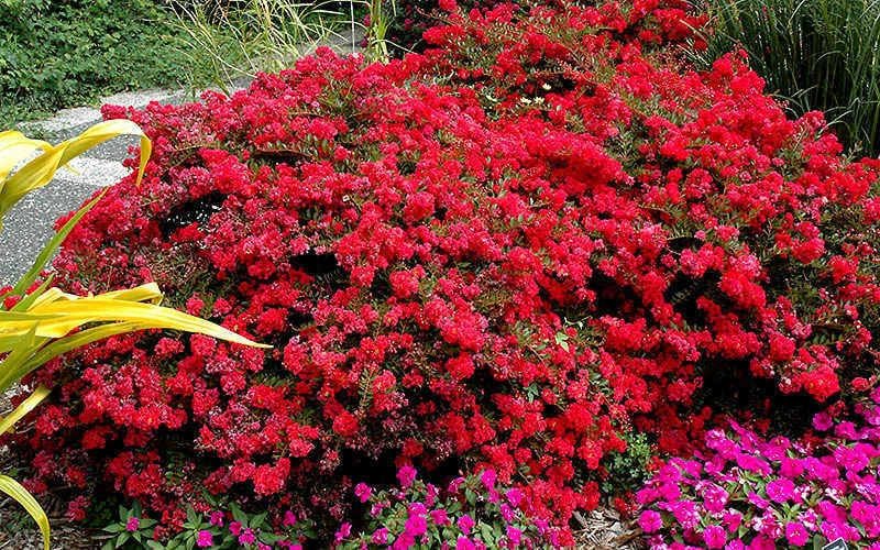 Cherry Dazzle Dwarf Crape Myrtle - 1 Gallon Pot 6 Cherry Dazzle Dwarf Crape Myrtle - 1 Gallon Pot - Image 4