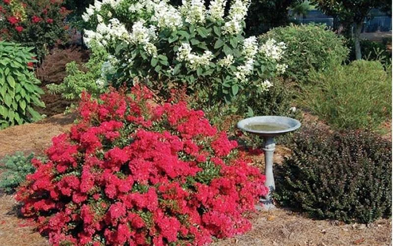 Cherry Dazzle Dwarf Crape Myrtle - 1 Gallon Pot 7 Cherry Dazzle Dwarf Crape Myrtle - 1 Gallon Pot - Image 5
