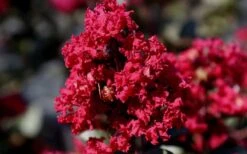 Double Feature Red Crape Myrtle - 3 Gallon Pot -Plantify Shop Picture Crape Myrtle Double Feature 2