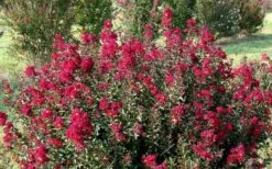 Double Feature Red Crape Myrtle - 3 Gallon Pot -Plantify Shop Picture Crape Myrtle Double Feature