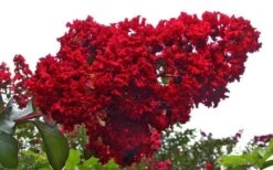 Dynamite Red Crape Myrtle - 3 Gallon Pot -Plantify Shop Picture Crape Myrtle Dynamite 1 2