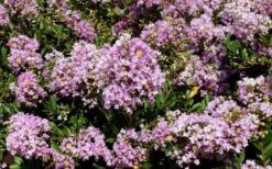 Early Bird Lavender Crape Myrtle - 3 Gallon Pot -Plantify Shop Picture Crape Myrtle Early Bird Lavender