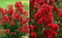 Enduring Summer Red Crape Myrtle - 3 Gallon Pot -Plantify Shop Picture Crape Myrtle Enduring Summer Red 1