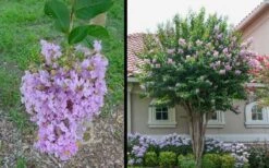 Muskogee Lavender Crape Myrtle - 5 Gallon Pot -Plantify Shop Picture Crape Myrtle Muskogee 1 2
