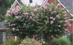 Muskogee Lavender Crape Myrtle - 1 Gallon Pot -Plantify Shop Picture Crape Myrtle Muskogee Lavender 2 1