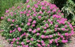 Pocomoke Dwarf Crape Myrtle - 1 Gallon Pot -Plantify Shop Picture Crape Myrtle Pocomoke 2
