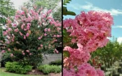 Sioux Pink Crape Myrtle - 6 Pack Of 1 Gallon Pots -Plantify Shop Picture Crape Myrtle Sioux Blooms 2 1