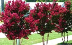 Tonto Red Crape Myrtle - 1 Gallon Pot -Plantify Shop Picture Crape Myrtle Tonto 2 4
