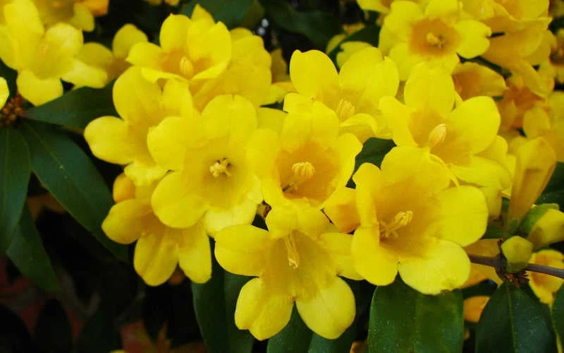 Butterscotch Yellow Jasmine (Jessamine) - Gelsemium Sempervirens - 1 Gallon Pot 9 Butterscotch Yellow Jasmine (Jessamine) - Gelsemium Sempervirens - 1 Gallon Pot - Image 7