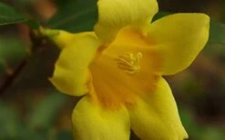 Butterscotch Yellow Jasmine (Jessamine) - Gelsemium Sempervirens - 1 Gallon Pot 15 Butterscotch Yellow Jasmine (Jessamine) - Gelsemium Sempervirens - 1 Gallon Pot -Plantify Shop Picture Jasmine Butterscotch 4