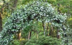 Star Jasmine Vine (Trachelospermum Jasminoides) - 6 Pack Of 1 Gallon Pots -Plantify Shop Picture Jasmine Confederate On Arch 1