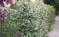 Star Jasmine Vine (Trachelospermum Jasminoides) - 6 Pack Of 1 Gallon Pots -Plantify Shop Picture Jasmine Confederate Vine 1 1