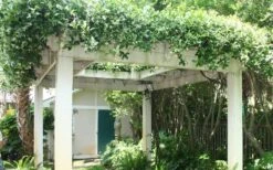 Star Jasmine Vine (Trachelospermum Jasminoides) - 1 Gallon Pot -Plantify Shop Picture Jasmine Confederate Vine 2 2