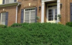 Blue Pacific Juniper - 1 Gallon Pot -Plantify Shop Picture Juniper Blue Pacific Hill