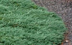 Blue Rug Juniper - 6-Pack Of 1 Gallon Pots -Plantify Shop Picture Juniper Blue Rug 3