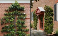 Little Gem Dwarf Southern Magnolia - 3 Gallon Pot (1.5-2.5') -Plantify Shop Picture Magnolia Little Gem Espalier 2