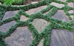 Dwarf Mondo Grass - 32 Pack Of 2.5" Pots -Plantify Shop Picture Mondo Grass Dwarf 6 1