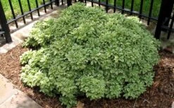 Variegated Pittosporum (Japanese Mock Orange) - 3 Gallon Pot 13 Variegated Pittosporum (Japanese Mock Orange) - 3 Gallon Pot -Plantify Shop Picture Pittosporum Variegated Shrub 1