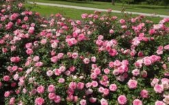 Sweet Drift Groundcover Rose - 2 Gallon Pot -Plantify Shop Picture Rose Drift Sweet 1 1