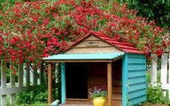 Red Cascade Miniature Climbing Rose - 2.5 Quart Pot -Plantify Shop Picture Rose Red Cascade 1