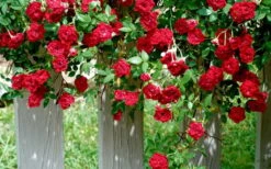 Red Cascade Miniature Climbing Rose - 2.5 Quart Pot -Plantify Shop Picture Rose Red Cascade 11