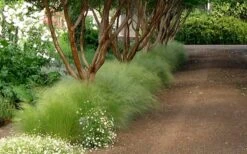 Pony Tails Mexican Feather Grass (Stipa Tennuissima) - 5 Pack Of Quart Pots -Plantify Shop Picture Stipa Tenuissima 10