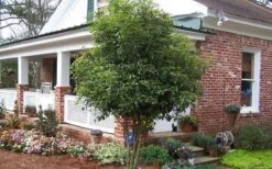 Fragrant White Tea Olive - 3 Gallon Pot -Plantify Shop Picture Tea Olive Tree