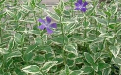 Variegated Bigleaf Periwinkle - Vinca Major 'Variegata' - 10 Pack Of Pint Pots -Plantify Shop Picture Vinca Major Variegated 4