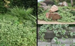 Variegated Bigleaf Periwinkle - Vinca Major 'Variegata' - 10 Pack Of Pint Pots -Plantify Shop Picture Vinca Major Variegated 6