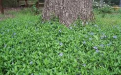 Evergreen Periwinkle - Vinca Minor - 6 Pack Of Pint Pots -Plantify Shop Picture Vinca Minor Around tree