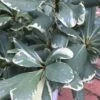 Variegated Pittosporum (Japanese Mock Orange) - 3 Gallon Pot -Plantify Shop Pittosporum Variegated 10