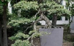 Variegated Pittosporum (Japanese Mock Orange) - 3 Gallon Pot 15 Variegated Pittosporum (Japanese Mock Orange) - 3 Gallon Pot -Plantify Shop Pittosporum Variegated Bonsai