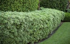 Variegated Pittosporum (Japanese Mock Orange) - 3 Gallon Pot 14 Variegated Pittosporum (Japanese Mock Orange) - 3 Gallon Pot -Plantify Shop Pittosporum variegated 50