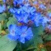 Hardy Blue Plumbago (Ceratostigma Plumbaginoides) - 5 Pack Of Quart Pots