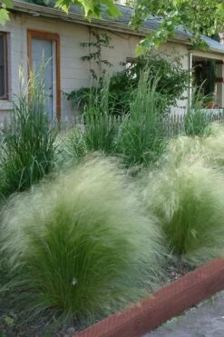 Pony Tails Mexican Feather Grass (Stipa Tennuissima) - 5 Pack Of Quart Pots -Plantify Shop Ponytails Grass Mexican Feather Rev 500x750 1