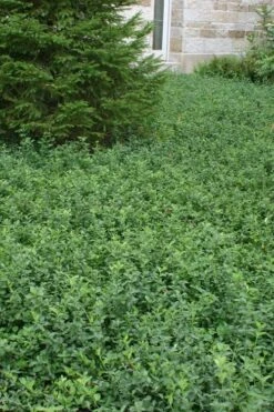 Purple Wintercreeper (Euonymus Fortunei 'Coloratus') - 6 Pack Of Pint Pots -Plantify Shop Purple Wintercreeper 5