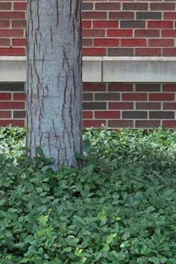 Purple Wintercreeper (Euonymus Fortunei 'Coloratus') - 6 Pack Of Pint Pots -Plantify Shop Purple Wintercreeper 8